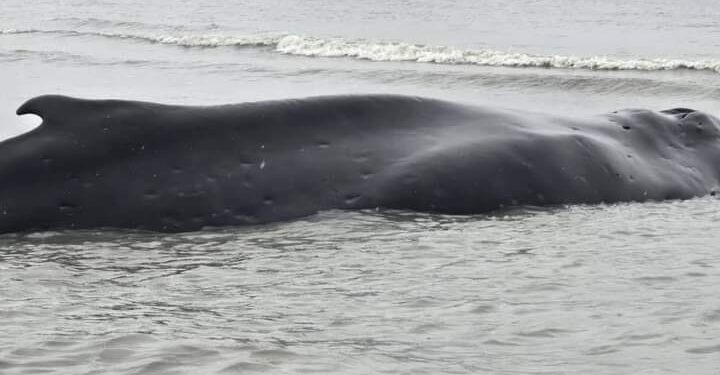 Guinée : une baleine  à boss  échoue au large du district de Matakan , préfecture de Forecariah ( ministère environnement)