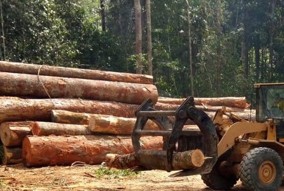 Guinée : la coupe et le transport du bois interdit à compter du 7 juillet jusqu’au 30 septembre 2025( Ministre)